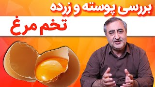 بررسی پوسته و زرده تخم مرغ