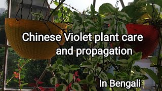 Chinese Violet plant care and propagation in bengali