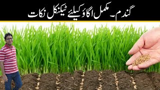 Wheat Seed Priming with Urea-Zn for Enhanced Germination |  گندم۔مکمل  اگاؤ کیلئے  ٹیکنیکل نکات |