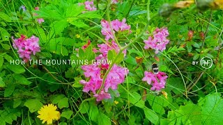 wild flowers in the mountains | inspiration and meditation