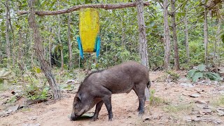 Best Creative Wild Pig Trap Using Wood&​ Basket #shortvideo