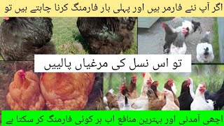 Chicken & Egg Production Farming BusinessI| Best Breed for Egg Farming ll veryinformative video