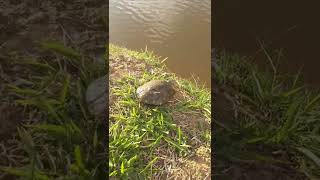 #fishing #turtle