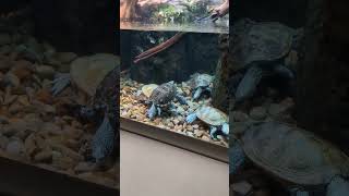 Turtles at the levee aquarium Newport, Kentucky. #wildlife