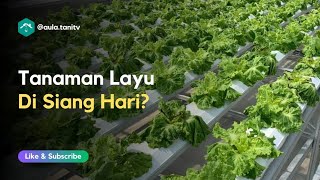 Penyebab dan Cara Mengatasi Tanaman Hidroponik Layu pada Siang Hari