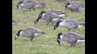 Canada Geese Invasion Nov 2018