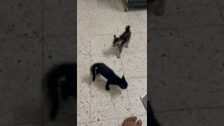 Epic Cat Fight #catoftheday #cat #caturdayvibes #catdiaries #catvideos #kitten #catlover