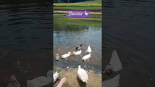 🪿🪿🪿 #slowmotion #trendingshorts #cute #zoo #animals #slowmo #goose