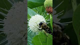 Turner falls Oklahoma. A bee and a flower.  #bumblebee #flower #nature#waterfall#bugs #recreational