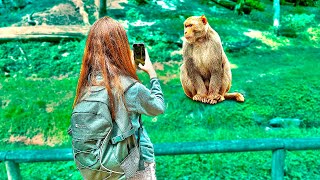 Exploring Monkey Forest: Girl's Adorable Encounter with Playful Monkeys 🐒📸