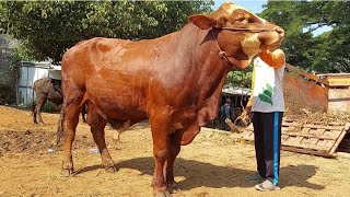 17.500‼️LIMOUSIN CROS JUMBO & BAKALAN PERSIAPAN QURBAN | Jum'at 16 Feb 2024 | Pasar Jatirogo