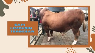 Sapi Limosin, 'Sapi Sultan' Seharga Rp 100 Juta