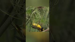 unique weaver bird nesting - Wildlife photography #wildlife #wildanimals #animals