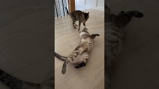 bengal playtime #bengalcat #bengalcatworld #catbreed