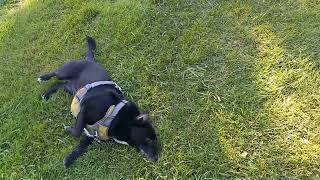 Joyful dog rolling in the grass again!