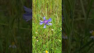 Le Bleuet, La Plante Pour Les Yeux - Cornflower, The Plant For The Eyes