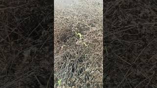 Green snake in brahmagiri Mountain Nashik 🕉️🛕🙏#green #sanke #greensapphire #mahadev #mahakal #nashik