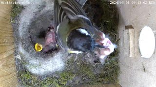 Auch noch lebende Küken werden aus dem Nest geworfen! | 01.05.2024