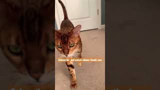 Subscribe, Magnus the Bengal cat roaming around