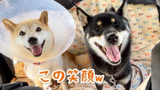 車好きな柴犬は行き先が病院でもこの笑顔w