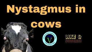 Unraveling Nystagmus: Understanding Eye Movement in Cows I GNP Sir