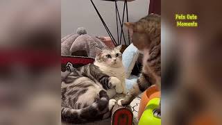 Pets funny moments video compilationt encounter and the fastest cats #3 | | Pets Cute Funny Moments