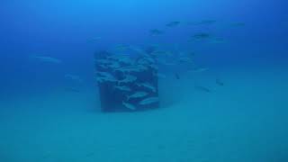 After 15 months, the NSW DPI Southern Sydney 'JD' artificial reefs is really coming alive.