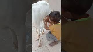 The little boy is scolding the goat #thar #animals #goats #virlashort #highlights