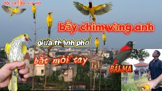 bẫy chim vàng anh,chèo bẻo ngày mưa giông tha hồ lụm/độc lạ sầm sơn-HD