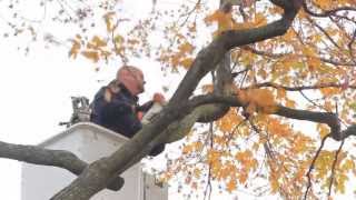 Great Lakes Tree Experts