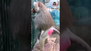 ¿POR QUÉ LOS BABUINOS TIENEN EL TRASERO GRANDE Y COLORIDO? #shorts #viral