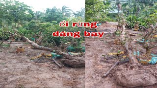 Ổi rừng dáng bay đẹp "0979309131" Cây Kiểng Quốc Cung