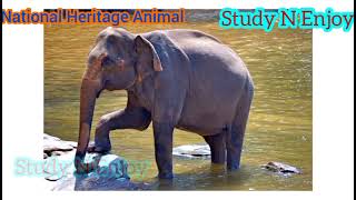 National Heritage Animal of India