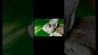 Why do chameleons change colors? (Preamble)