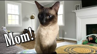 When Siamese Cats Get HUNGRY | ft. Simon #shorts