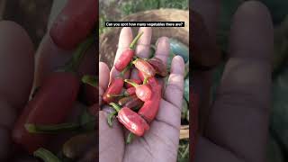 let's harvest together ☘️🌱#the_home_botanist #shorts #shortvideo #gardening #harvesting