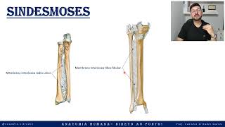 Sindesmoses - Sistema articular - Anatomia direto ao ponto!