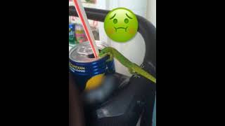 Even the lizard likes to drink Pepsi 😍please my friends don’t forget to 👍🏼🔔🔄