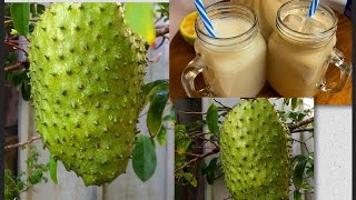 Soursop Juice (Cancer Fighting Fruit) Healthy & Delicious! 🇯🇲