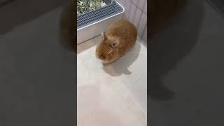 Kelinci guling- guling #kelinci #shortvideo #shorts #animals #rabbit