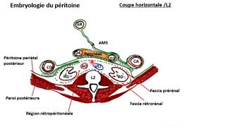 ANATOMIE : PERITOINE partie 2