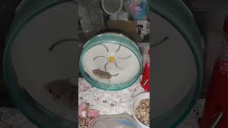 Cute Baby Duprasi Running On Wheel The First Time! #hamsterbabys #animals #pets #cuteanimals