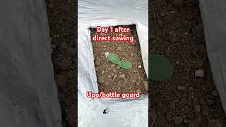 Day 1 after direct sowing. Upo/bottle gourd