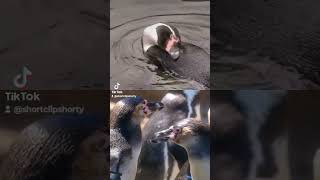 Cute Penguins #cute #youtubeshorts #animals #shorts