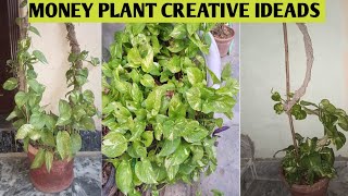 Creativ Ideas for money plant#money plant Decoration ideas by Mina,s