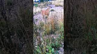 Wild deer caught on security camera #animales #deerseason #viralvideo #youtubeshorts #deer