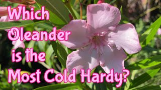 Which Oleander is the Most Cold Hardy?