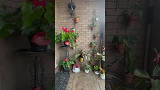 Porch garden, Porch arrangements, porch decor