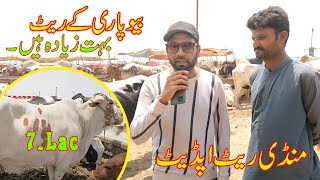 Northern Bypass Mandi Latest Update | RATE TO AASMANO SE BATAIN KAR RAHE HAIN SHOKEENO