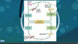 hormonale regulatie deel 2